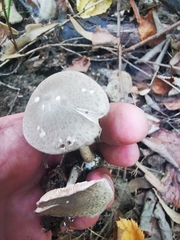 Coprinopsis melanthina