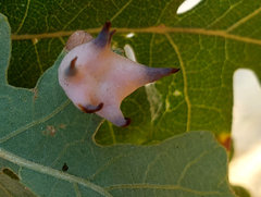 Cynips douglasii