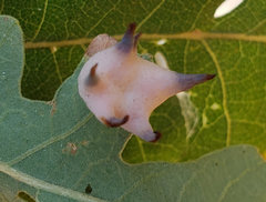 Cynips douglasii