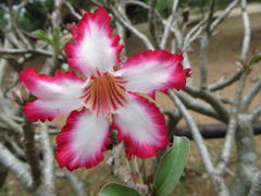 Adenium multiflorum