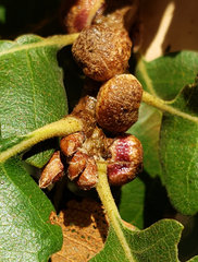 Disholcaspis eldoradensis