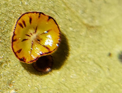 Andricus parmula
