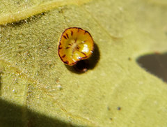 Andricus parmula