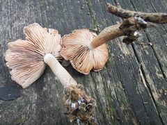 Coprinopsis melanthina