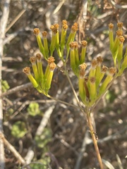 Senecio barbertonicus
