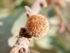 Burnettweldia washingtonensis