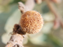 Burnettweldia washingtonensis