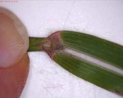 Miscanthus sacchariflorus