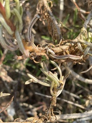 Senecio barbertonicus
