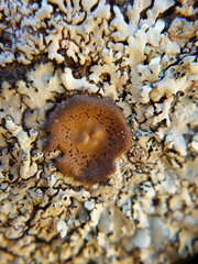 Umbilicaria phaea