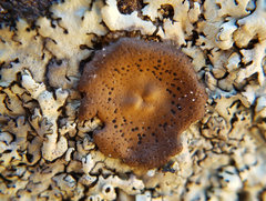 Umbilicaria phaea