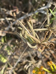 Senecio barbertonicus
