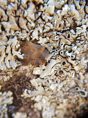 Umbilicaria phaea