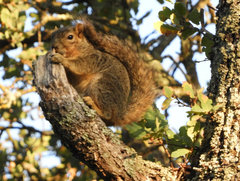 Sciurus niger