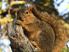 Sciurus niger