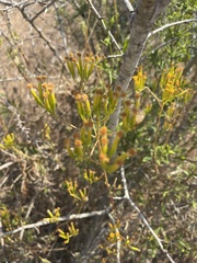 Senecio barbertonicus