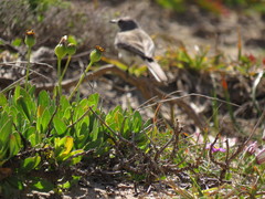 Othonna coronopifolia
