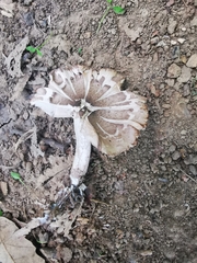 Coprinopsis melanthina