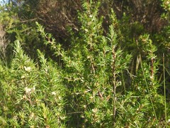 Cliffortia atrata