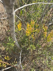 Senecio barbertonicus