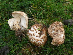 Lepiota echinacea