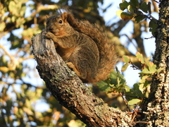 Sciurus niger