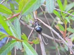 Ectemnonotum bivittatum