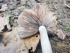 Coprinopsis melanthina
