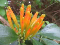 Agelanthus