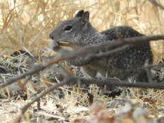 Otospermophilus beecheyi