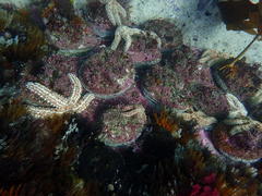 Haliotis midae