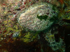 Haliotis midae