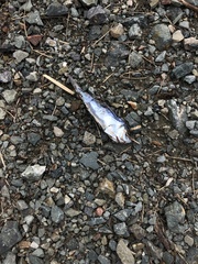 Alosa pseudoharengus