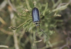 Trirhabda sericotrachyla