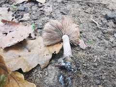 Coprinopsis melanthina