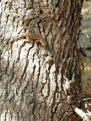 Sceloporus occidentalis