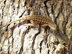 Sceloporus occidentalis