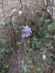 Cephalaria transsylvanica