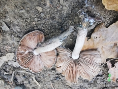 Coprinopsis melanthina
