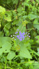 Conoclinium coelestinum