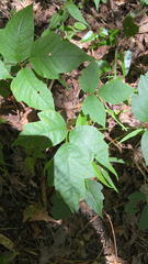 Toxicodendron radicans