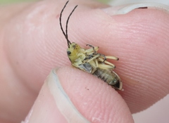 Trirhabda sericotrachyla