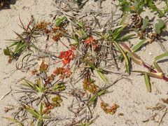 Pharnaceum cordifolium