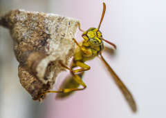 Mischocyttarus basimacula
