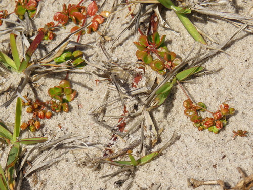 Pharnaceum cordifolium (Pharnaceum cordifolium)
