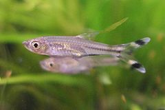 Scissortail Rasbora photo 2
