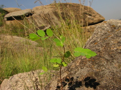 Phyllanthus scabrifolius