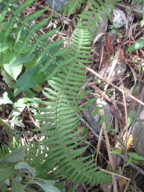 Amauropelta opposita