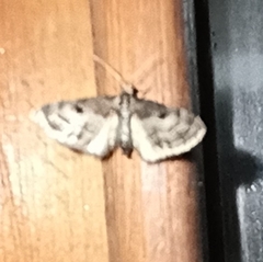 Eupithecia atrisignis