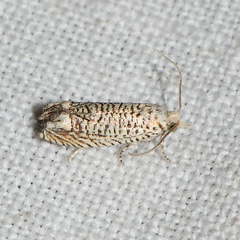 Eucosma argutipunctana